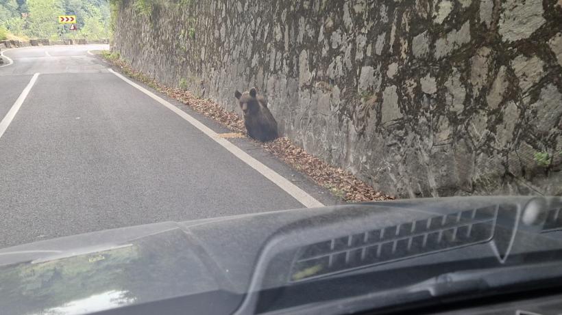 Secretul mortal de pe Transfăgărășan: „Ursul nu e pisică”. Bâlciul „milogilor” de la Vidraru 18963070