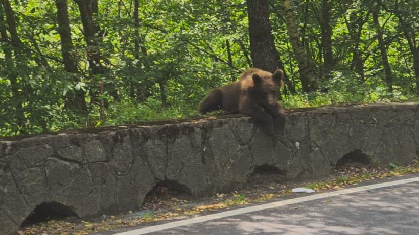 Secretul mortal de pe Transfăgărășan: „Ursul nu e pisică”. Bâlciul „milogilor” de la Vidraru 18963072