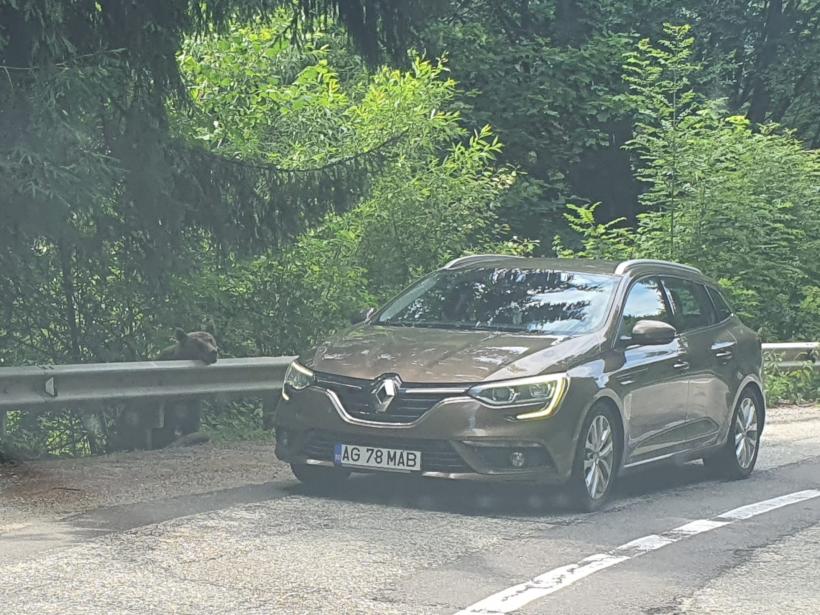 Secretul mortal de pe Transfăgărășan: „Ursul nu e pisică”. Bâlciul „milogilor” de la Vidraru 18963076