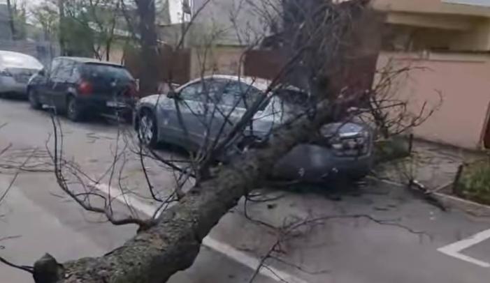 Copaci căzuți și fire electrice avariate în Harghita după codul portocaliu de vreme rea