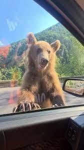 Amenzi de până la 12.000 de euro pentru un selfie cu ursul 18963231