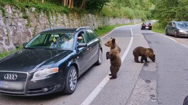 Amenzi de până la 12.000 de euro pentru un selfie cu ursul 18963232