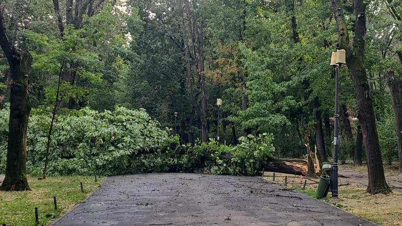 Copaci căzuţi şi stâlpi doborâți în Bucureşti şi Ilfov în urma furtunii 18963402