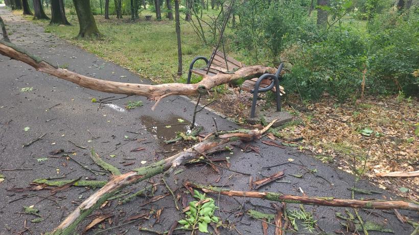 Copaci căzuţi şi stâlpi doborâți în Bucureşti şi Ilfov în urma furtunii 18963403