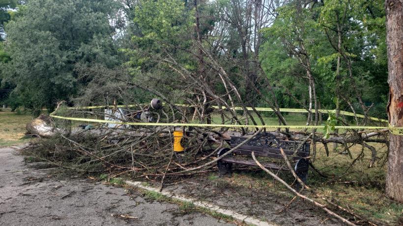 Copaci căzuţi şi stâlpi doborâți în Bucureşti şi Ilfov în urma furtunii 18963404