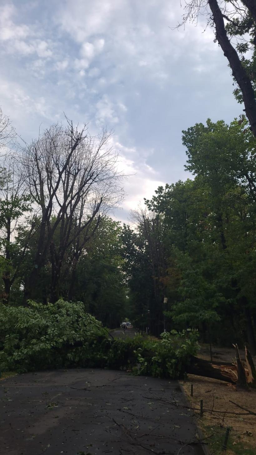 Copaci căzuţi şi stâlpi doborâți în Bucureşti şi Ilfov în urma furtunii 18963407