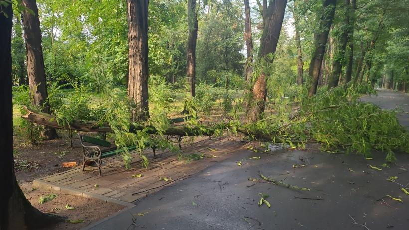Copaci căzuţi şi stâlpi doborâți în Bucureşti şi Ilfov în urma furtunii 18963409