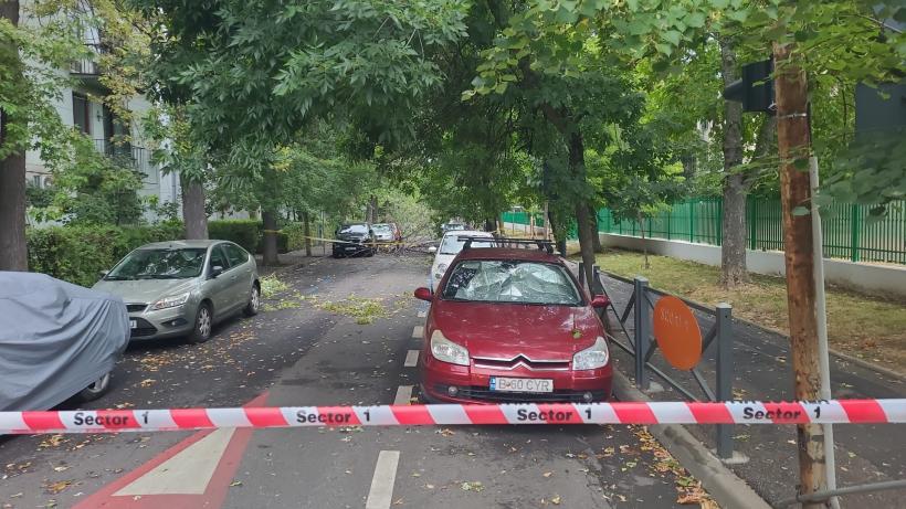 Copaci căzuţi şi stâlpi doborâți în Bucureşti şi Ilfov în urma furtunii 18963412