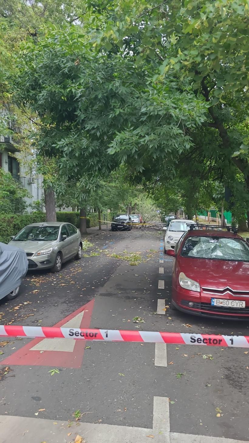 Copaci căzuţi şi stâlpi doborâți în Bucureşti şi Ilfov în urma furtunii 18963413