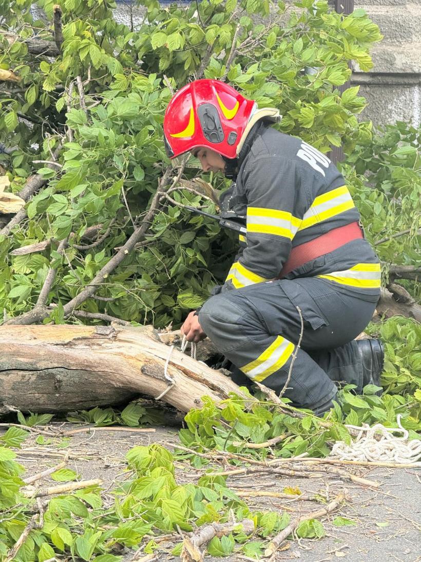 Copaci căzuţi şi stâlpi doborâți în Bucureşti şi Ilfov în urma furtunii 18963415