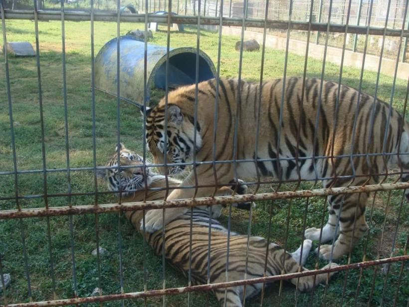 Se închide Grădina Zoologică București din cauza pagubelor cauzate de vremea severă