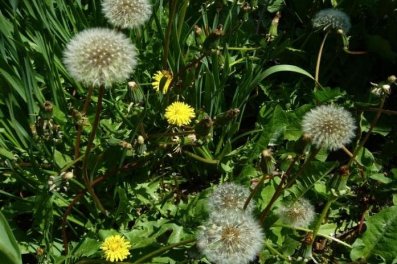 Planta cu proprietăți miraculoase asupra sistemului digestiv