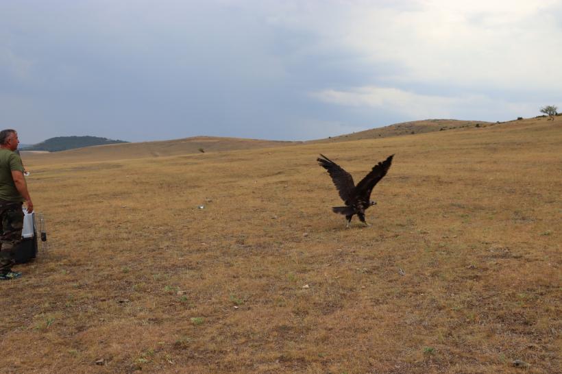 Un vultur negru a fost salvat în Delta Dunării