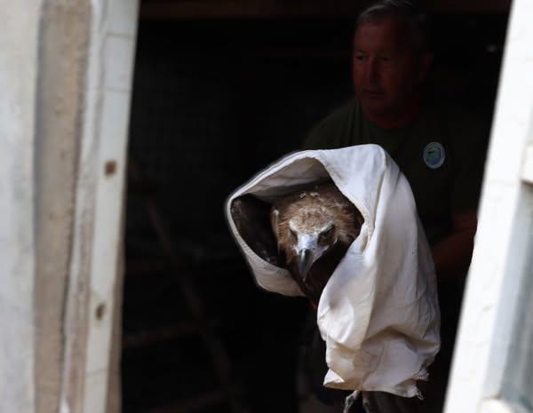 Un vultur negru a fost salvat în Delta Dunării 18963961