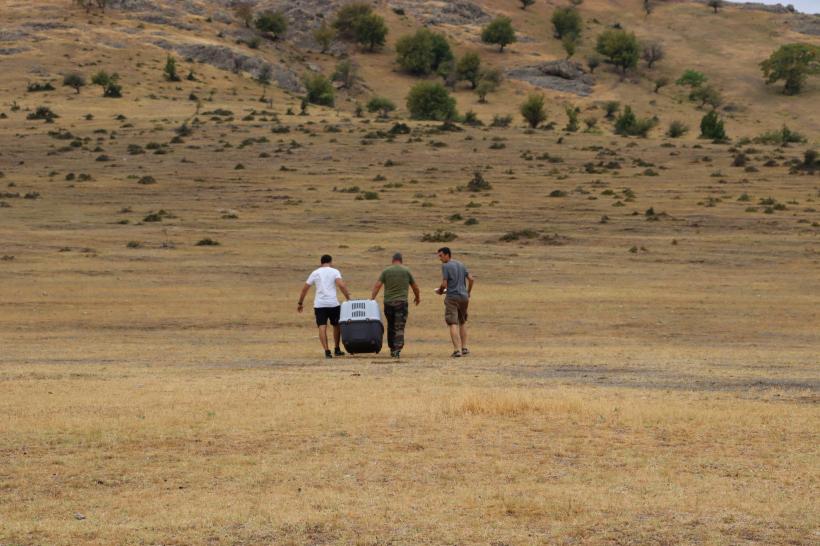 Un vultur negru a fost salvat în Delta Dunării 18963962