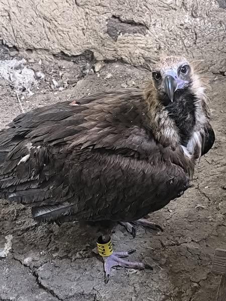 Un vultur negru a fost salvat în Delta Dunării 18963963