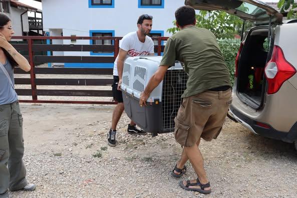 Un vultur negru a fost salvat în Delta Dunării 18963964