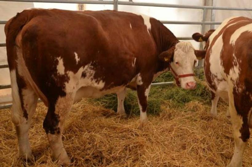 APIA acordă sprijin financiar de 2,8 milioane lei pentru crescătorii de animale