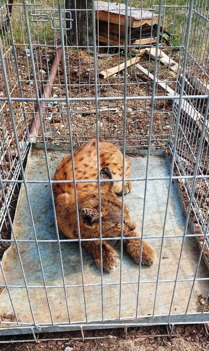 Râs prins în curtea unui localnic din Gorj, cu ajutorul jandarmilor montani
