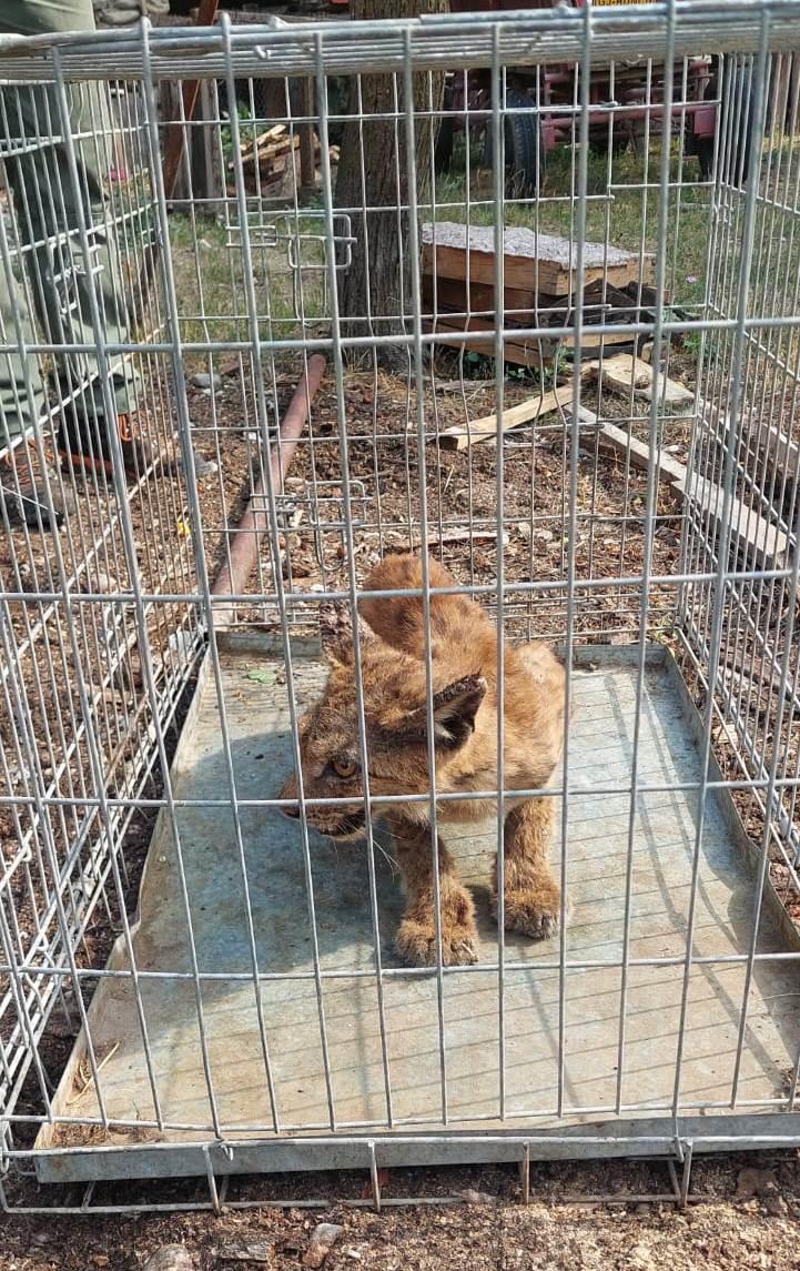 Râs prins în curtea unui localnic din Gorj, cu ajutorul jandarmilor montani 18964445