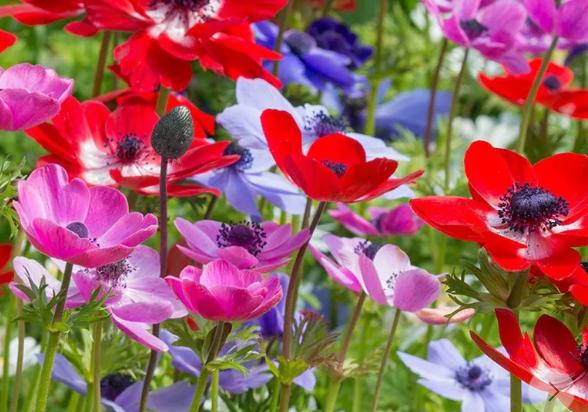 Anemonele, eleganță și culoare în grădina ta. Plantare, semnificație și simbolism 