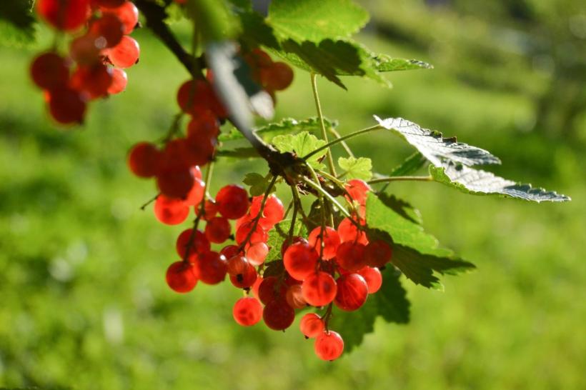 Sfaturi în bucătărie. Cum prepari dulceață de coacăze roșii