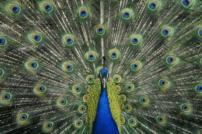 Descoperire revoluționară. Fascicule de lumină ca un laser, ascunse în penele păunilor