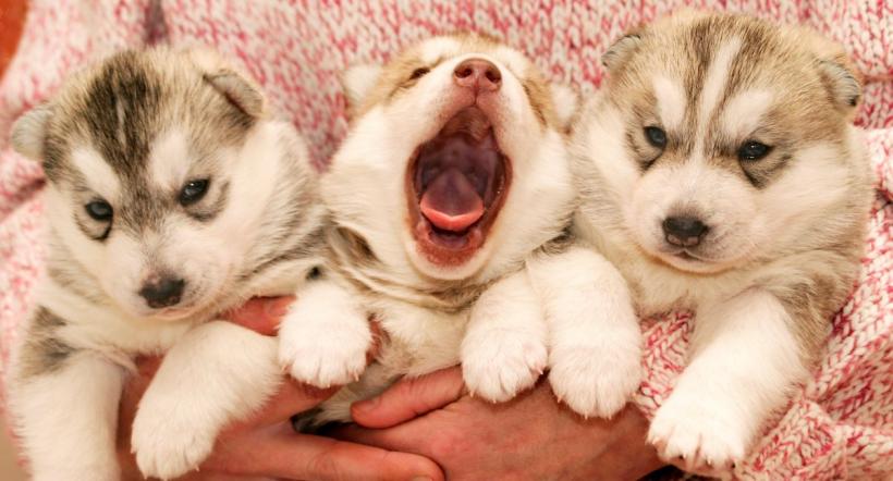 O femeie a aruncat trei pui de câine în fântâna unui vecin