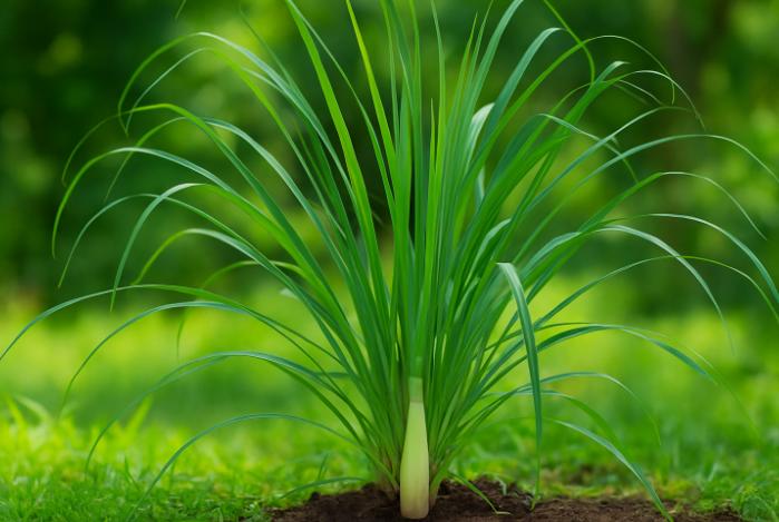 Lemongrass: De la tulpină la ceai – cum te ajută planta cu gust de lămâie