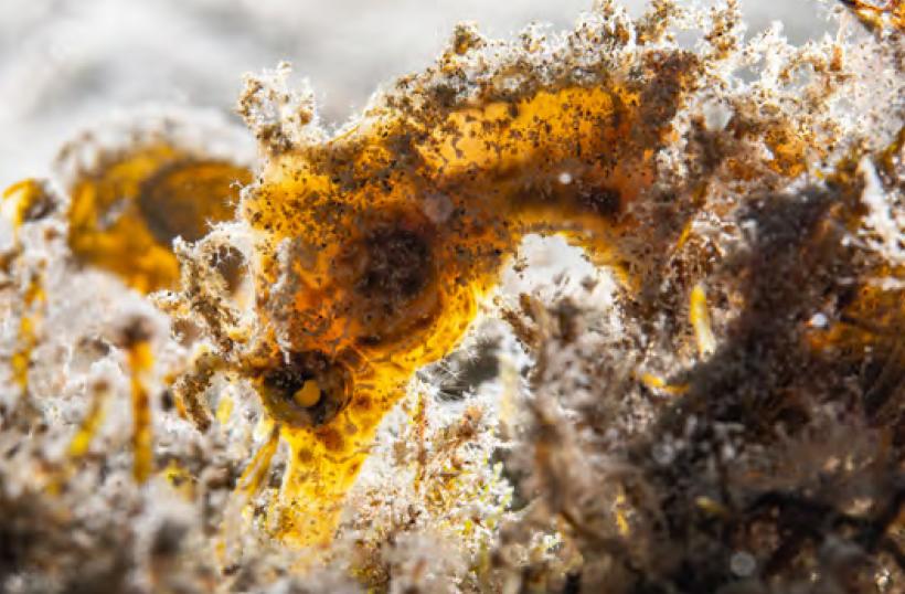 Un secol de grafică, de la Goya la Boeriu. Colecția Galateca în premieră  la Oradea 18965182