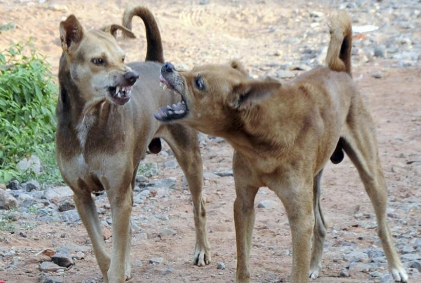 Rabia, scăpată de sub control, după refuzul autorităților de a vaccina câinii fără stăpân