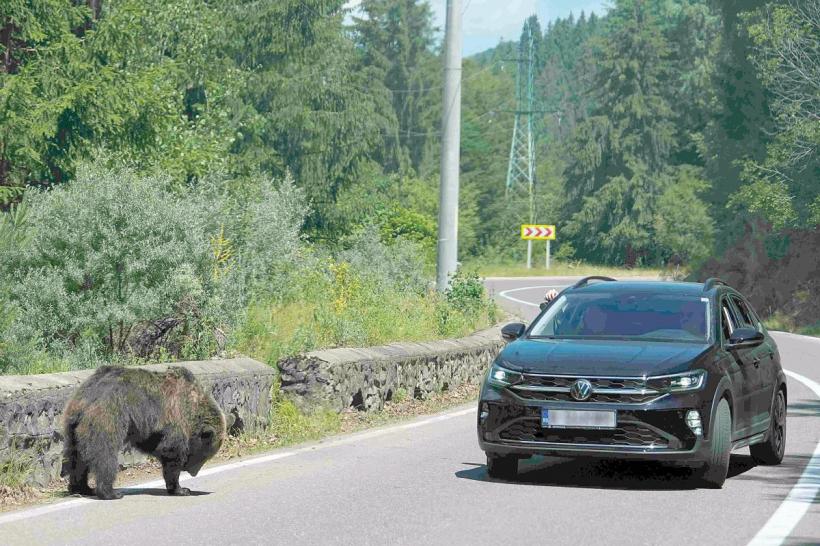Pentru a proteja urșii, ministrul Mediului preferă să schimbe legile, în loc să le respecte