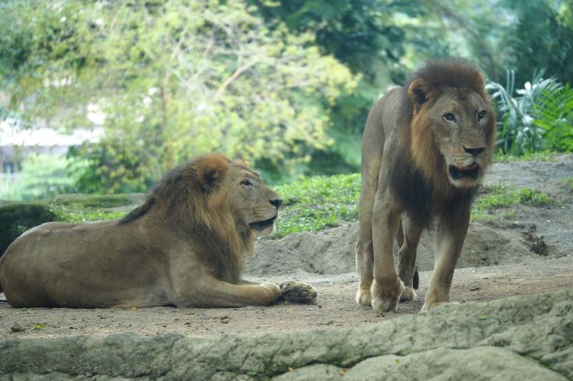 Portalul Leului din 8 August deschide poarta miracolelor pentru fiecare zodie: Află ce binecuvântări îți aduce acest eveniment cosmic