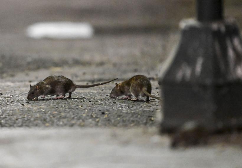 Șobolanii gigantici invadează marile orașe din lume. Un exemplar de 56 cm a fost găsit în Anglia