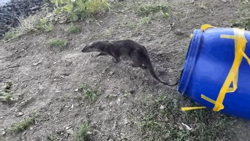 O vidră a ajuns într-un salon de coafură din Carei. Animalul, capturat și apoi eliberat în natură