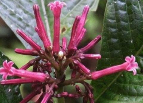 De la dispariție la speranță. O plantă rară a fost găsită în Himalaya