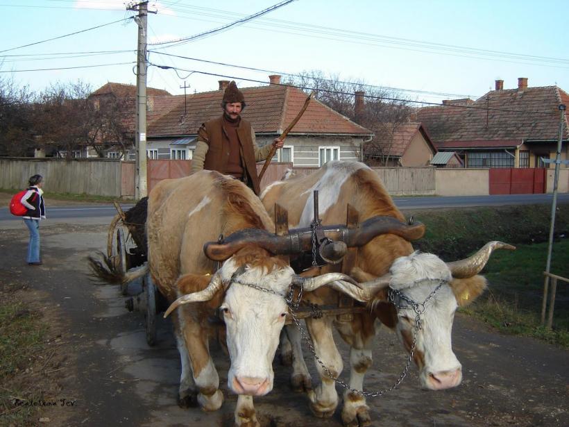 Cum s-a opintit în limba română expresia „a se lăsa pe tânjală”