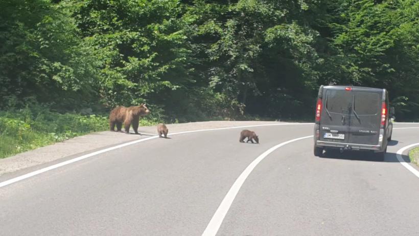 O ursoaică însoțită de doi pui, la plimbare în zona Lacului Albstru din Baia Sprie. A fost emis mesaj Ro-Alert