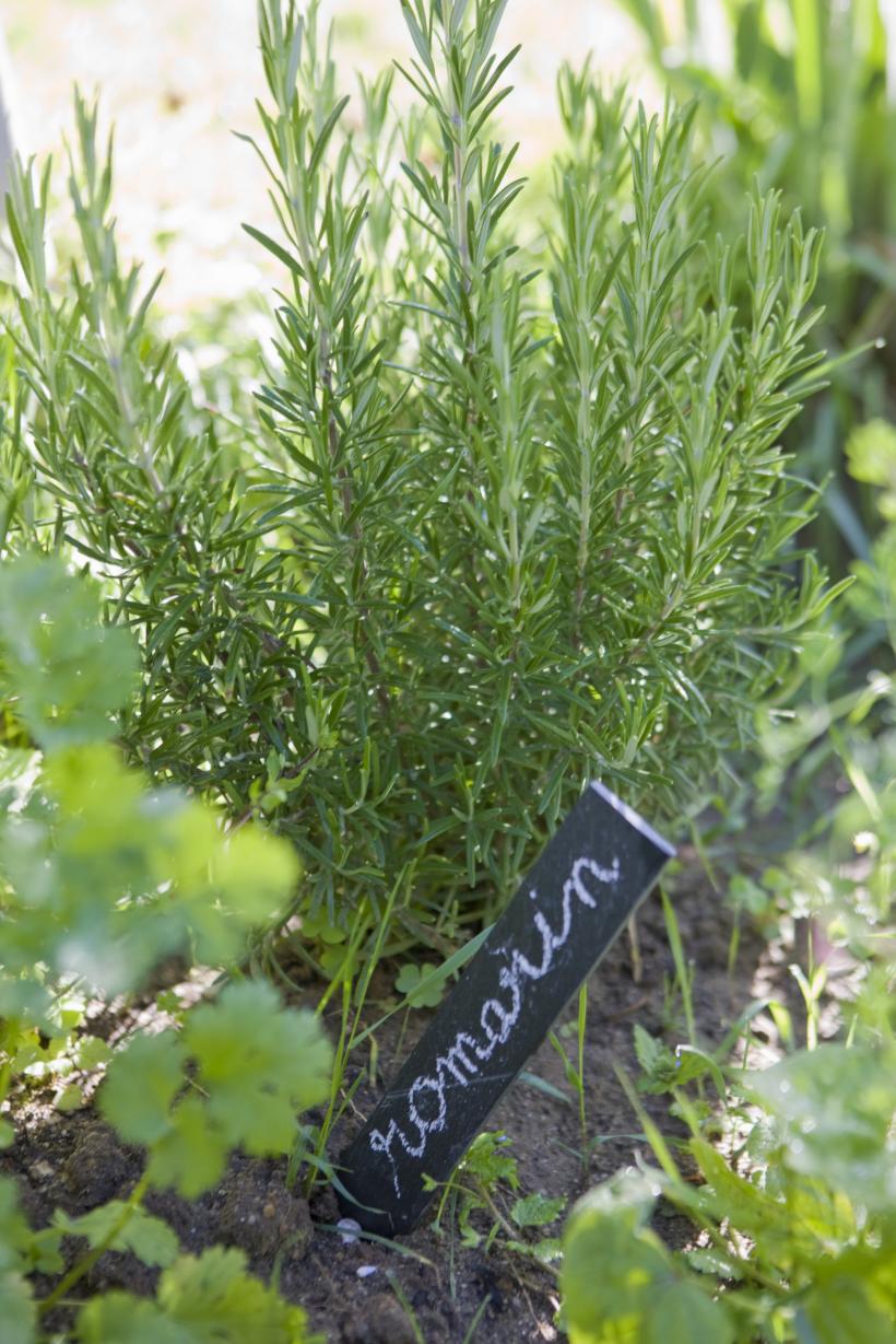 Planta cu efecte miraculoase asupra memoriei. Reduce anxietatea și protejează împotriva bolii Alzheimer