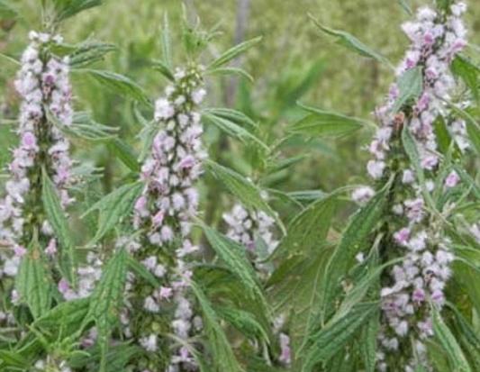 Talpa Gâștei, planta minune care calmează nu doar oamenii, ci și animalele 