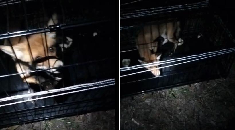 O vulpe a fost capturată, după ce și-a făcut cuib lângă un loc de joacă pentru copii