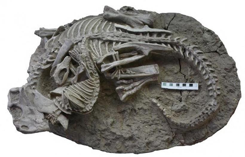 Fosilă a unui mic mamifer din era dinozaurilor, descoperită în Patagonia chiliană