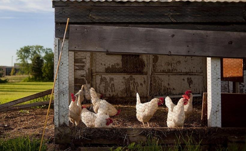Guvernul pregătește dronele pentru a amenda șoproanele și cotețele de găini fără autorizație 18967710