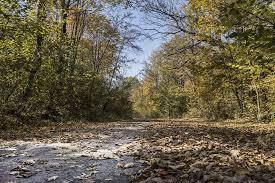 Trufele românești cuceresc Italia. Care sunt prețurile la export