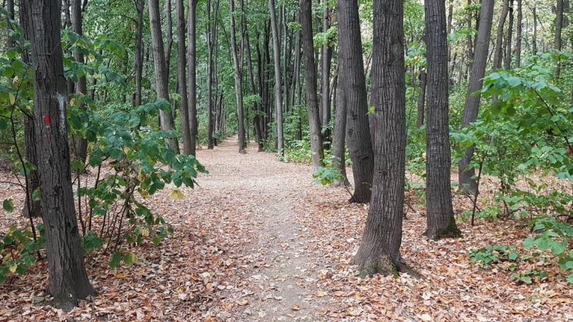 Retrocedări controversate: 70 de hectare de pădure ar putea ajunge la mafia imobiliară