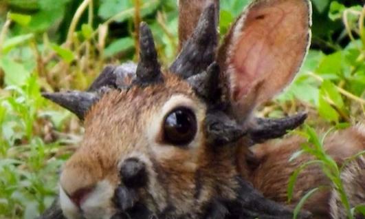 Fenomenul ‘iepurii Frankenstein’ care au îngrozit mapamondul: Ce spun experții 