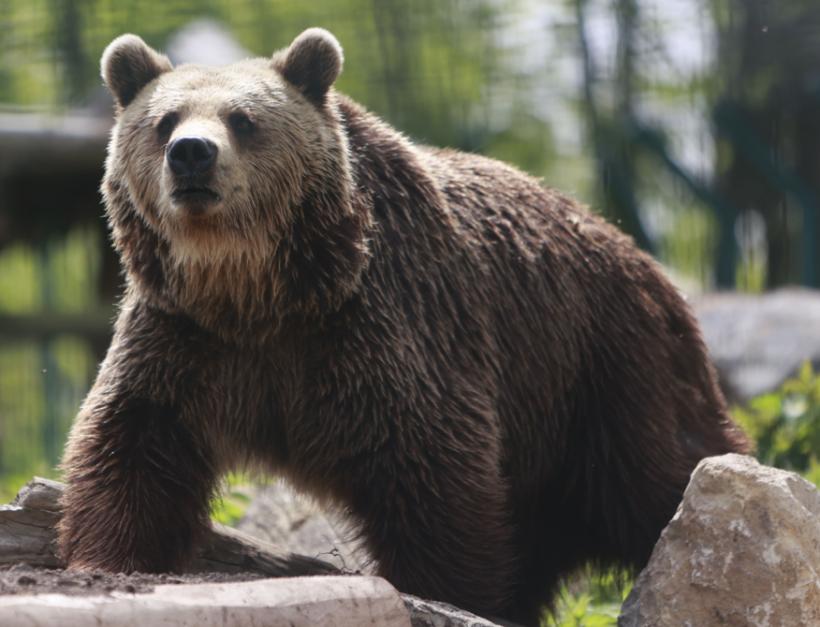 Invazie de urși în Harghita: animalele sălbatice dau târcoale caselor