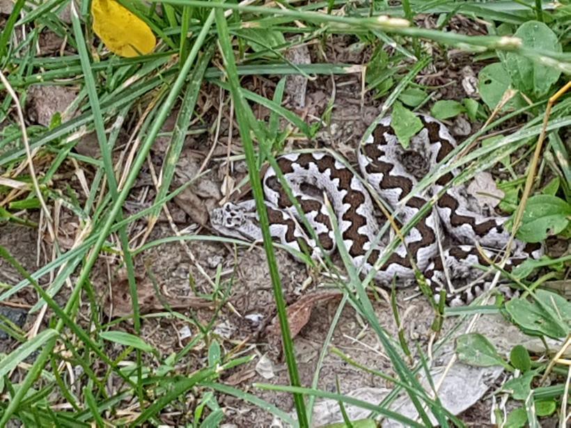 Alertă în Bistrița: O persoană a fost mușcată de șarpe