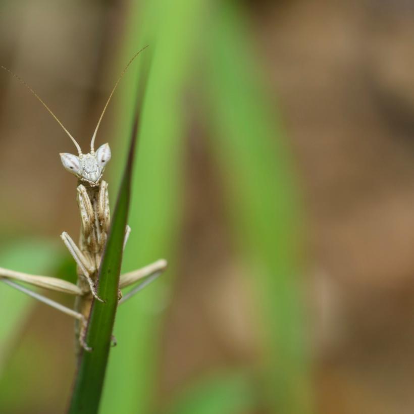 Invazia Călugărițelor în Capitală: Prădătorii misterioși care îi apără pe bucureșteni 18968661