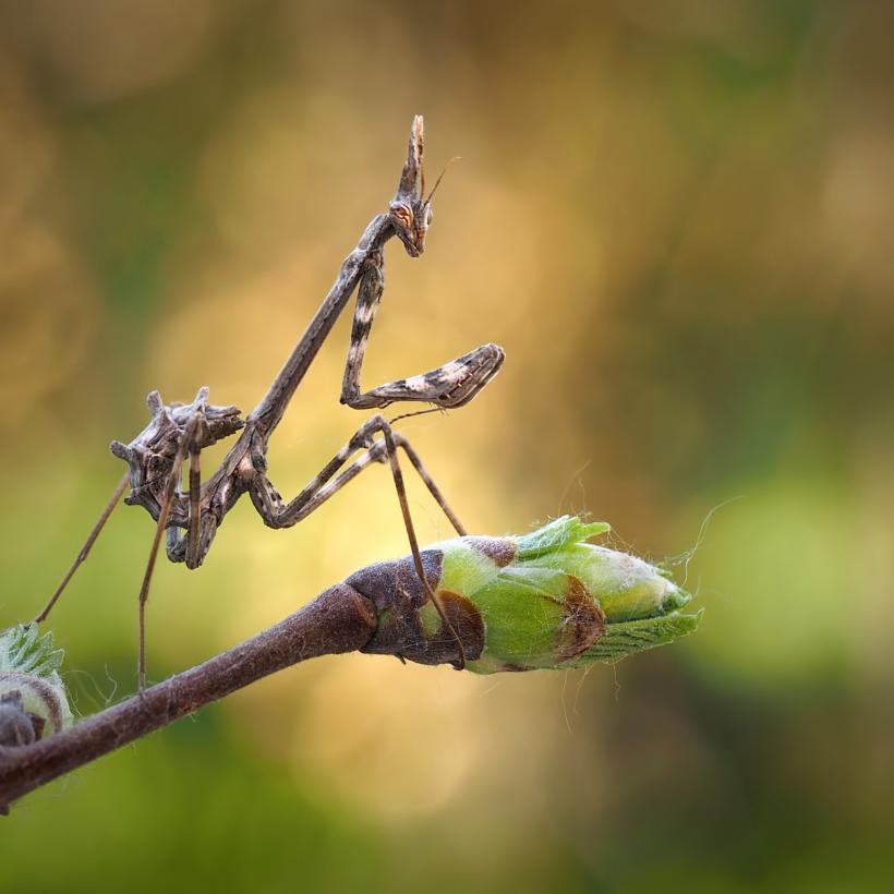 Invazia Călugărițelor în Capitală: Prădătorii misterioși care îi apără pe bucureșteni 18968662